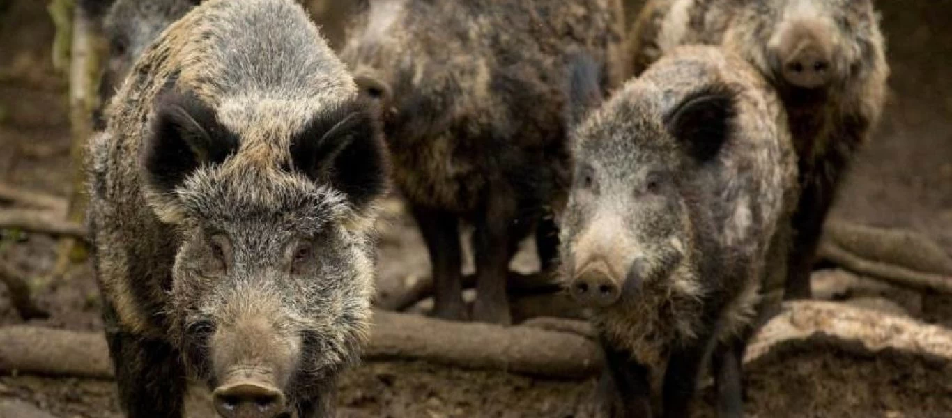 Φθιώτιδα: Αστικό λεωφορείο συγκρούστηκε με αγριογούρουνο και έπαθε ζημιά (φωτο)